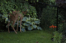Deer munching on backyard's hostas