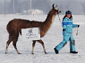 Snowman Mania festivities, girl with a llama