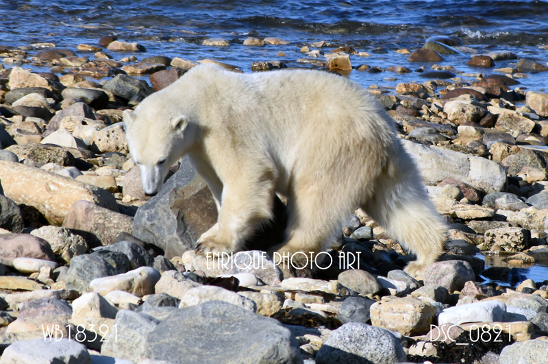 Ugabuga* - Casual Polar Bear